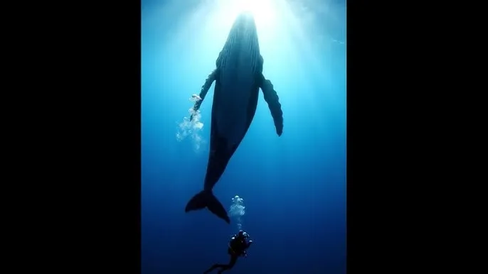 王者荣耀曜把西施顶哭了 - 深蓝星球：探索海洋深处的未知世界